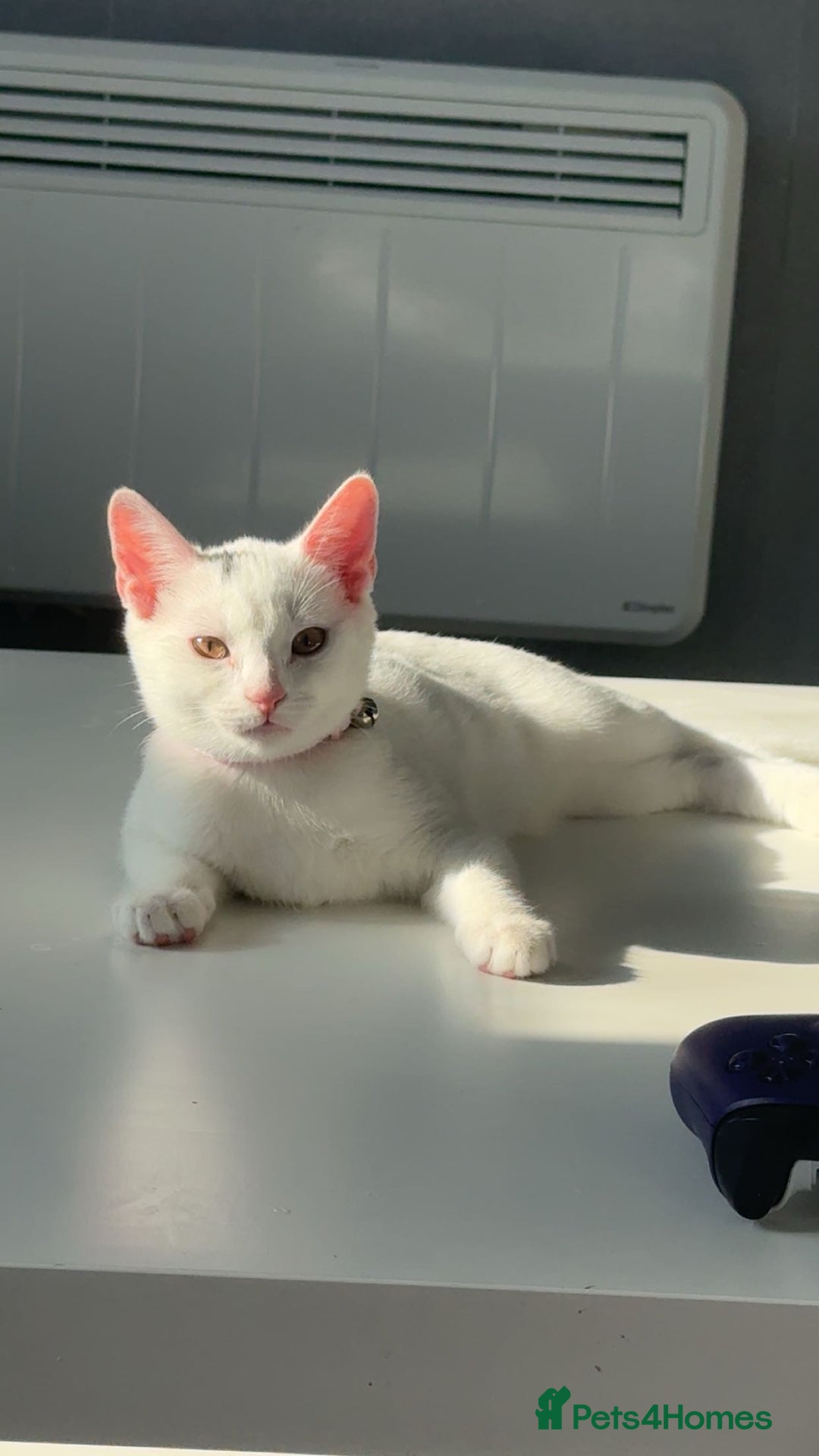 Domestic Shorthair cats for sale: 2 cats for sale - read description  - Image 6