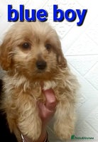Cavapoo dogs 1 girl 1 boy left Cavapoo puppys - Advert 1