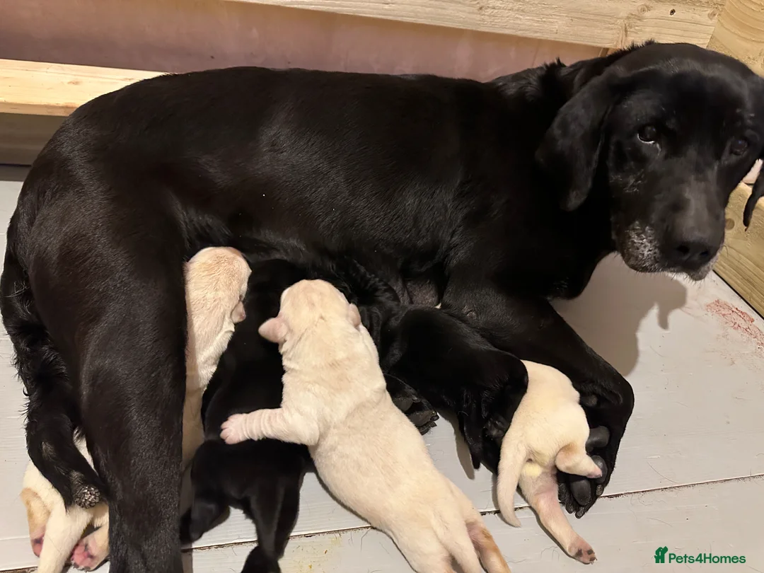 Labrador Retriever dogs for sale: Labrador puppies - Advert 2
