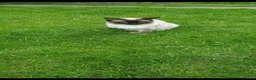 Ragdoll cats for stud: Ragdoll  stud - Advert 2