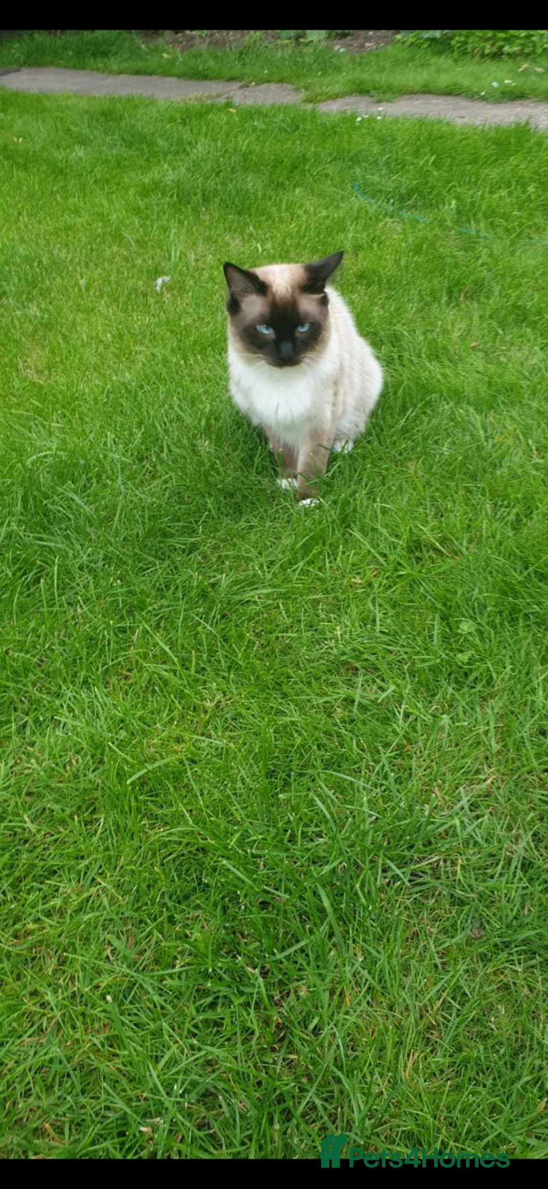 Ragdoll cats for stud: Ragdoll  stud - Advert 2