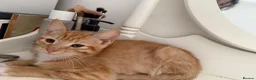 Mixed Breed cats for sale: 3 Beautiful Ginger Mix Siamese Boys Ready Now - Advert 9