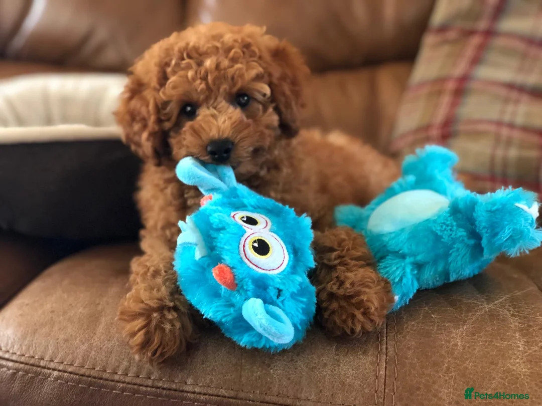 Toy Poodle dogs for stud: Two KC Reg Stud Boys in Burry Port - Advert 9