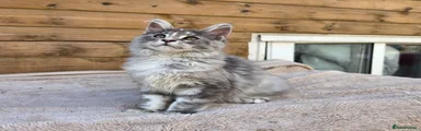 Maine Coon 2