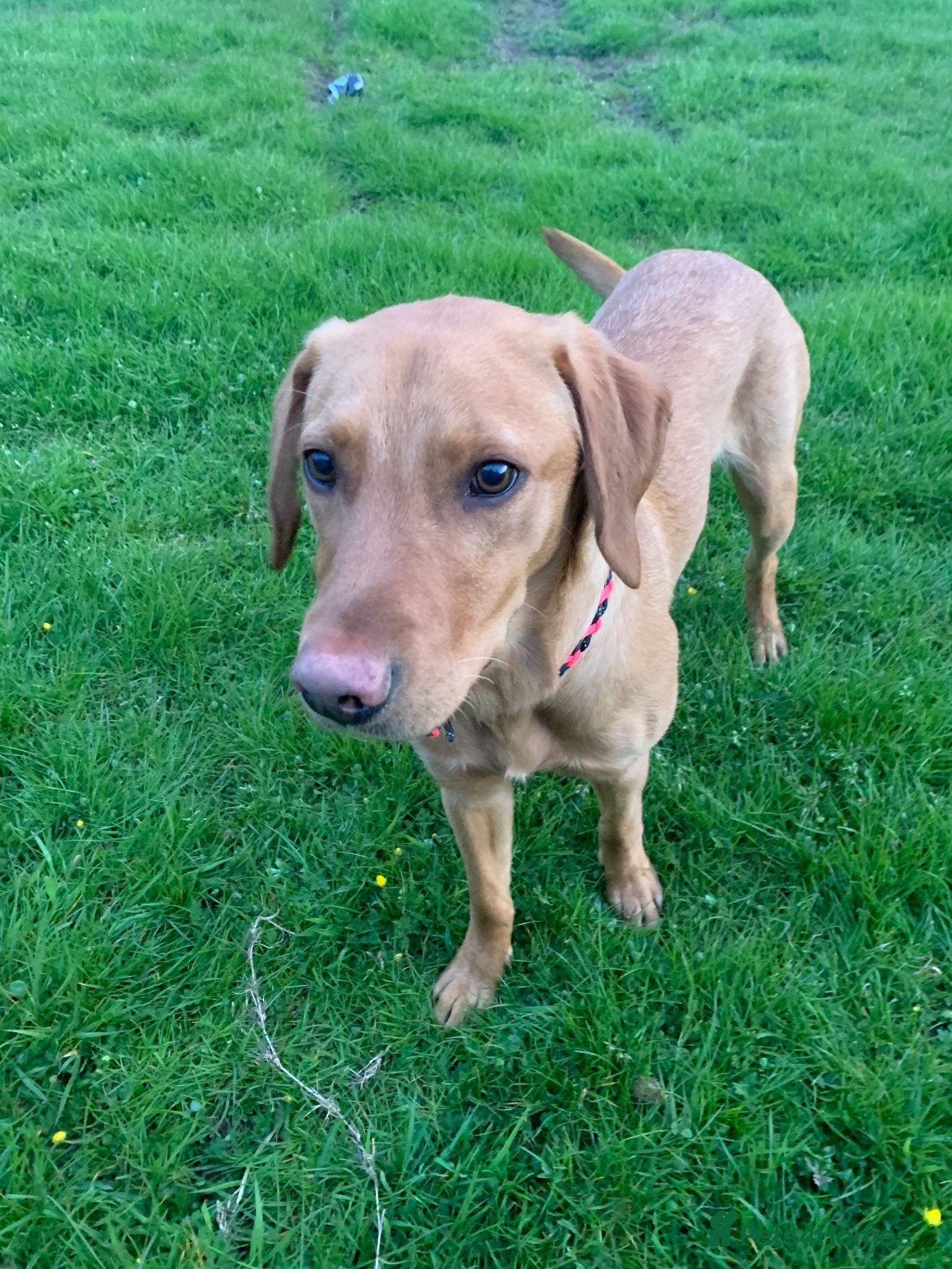 Mixed Breed dogs  Loving Labrakitas  - Advert 2
