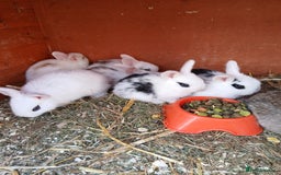 English Spot rabbits for sale: Baby rabbits  - Image 1