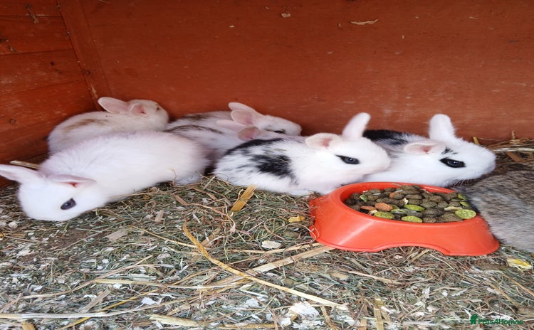 English Spot rabbits - Advert 6