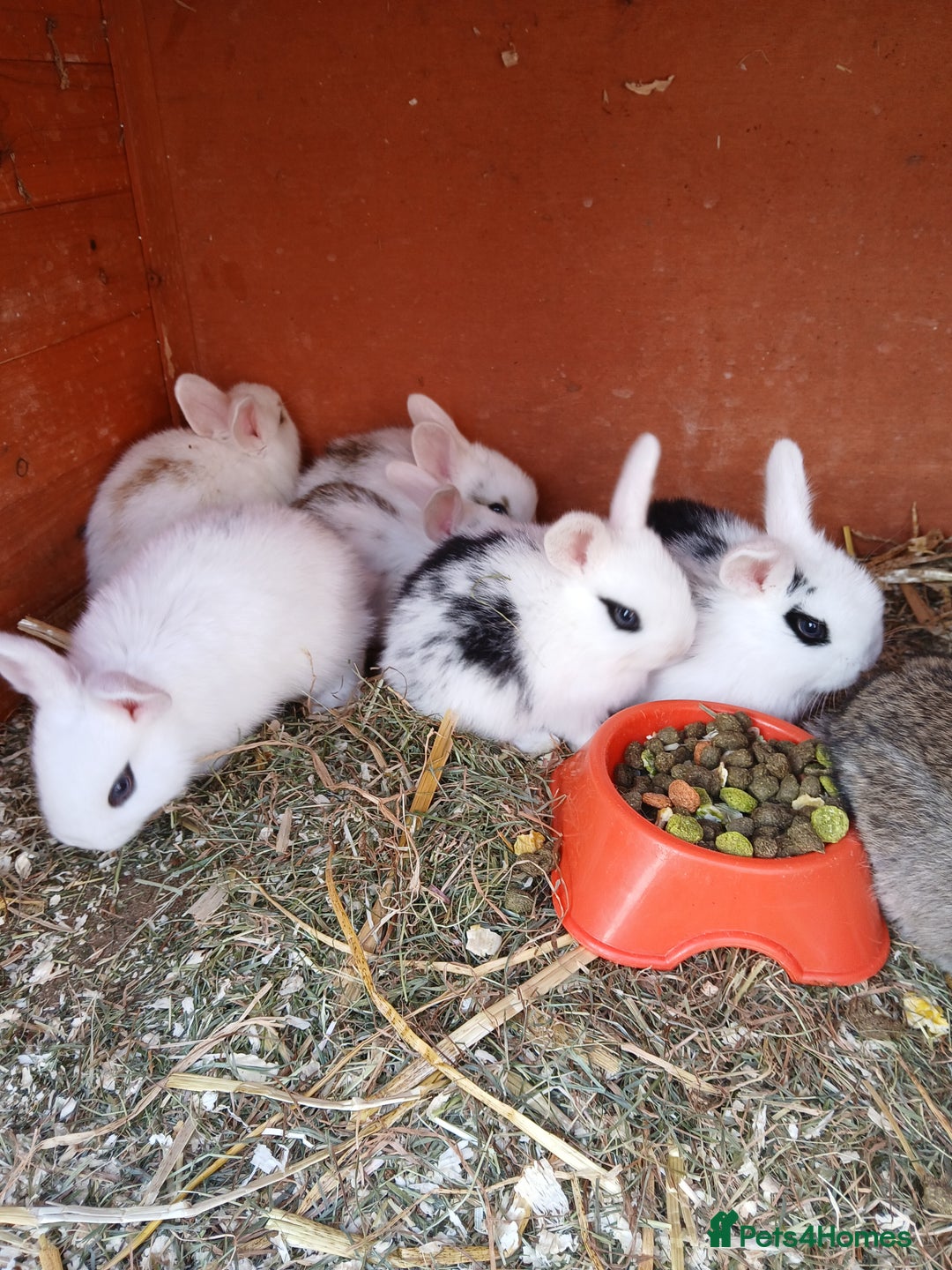 English Spot rabbits for sale: Baby rabbits  - Image 1