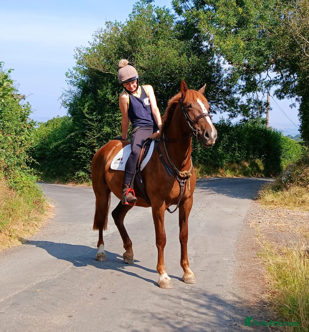 Other Breed horses for sale: Super smart potential PC/RC/Event/Allrounder - Advert 1