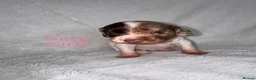 English Springer Spaniel dogs for sale: 🐾 Beautiful Springer Spaniel Puppies - Advert 9