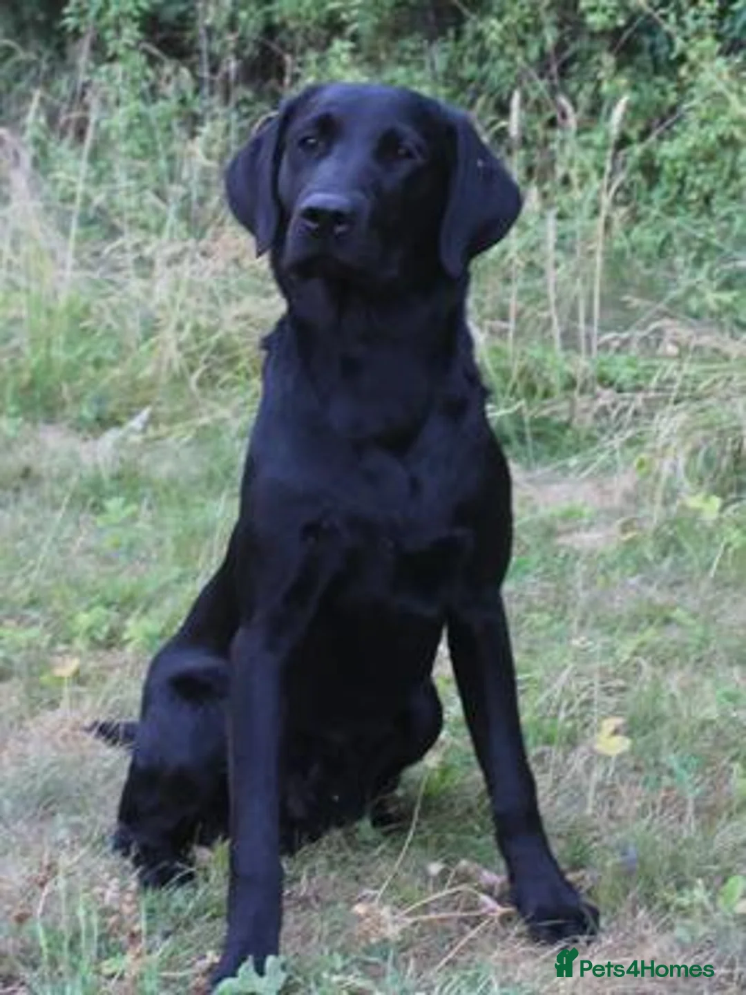 Labrador Retriever dogs for sale: Last Puppy Remaining - One black male - Advert 3