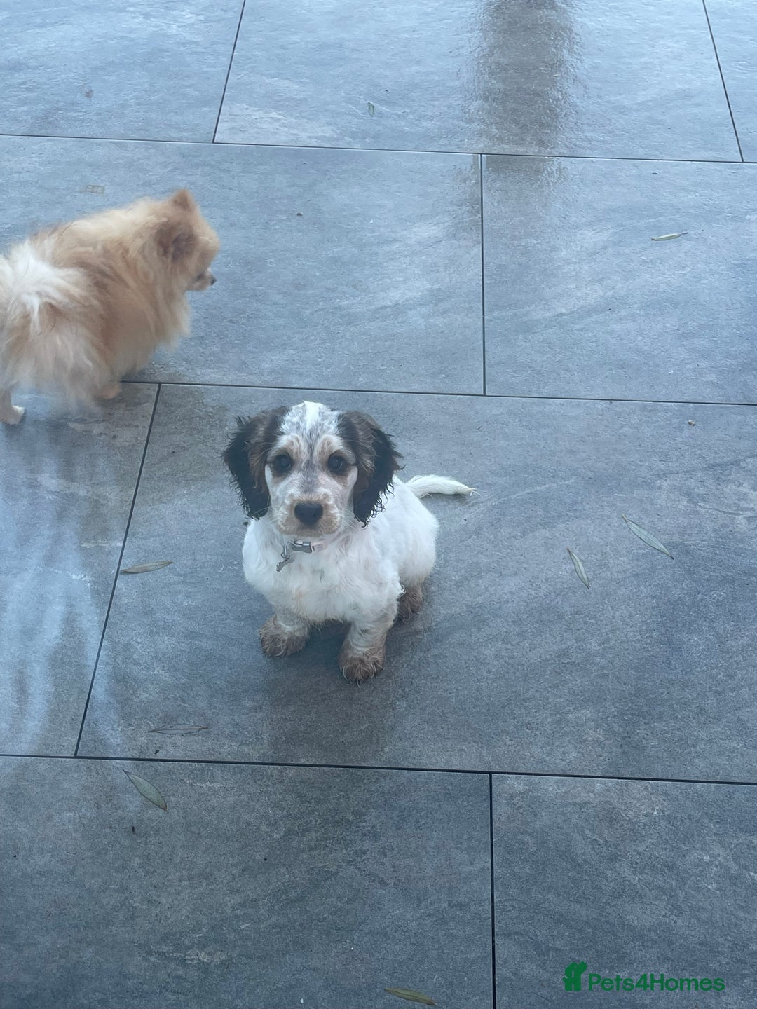 Cockapoo dogs for sale: ⭐️ Outstanding cockapoo female puppy ⭐️  - Advert 5