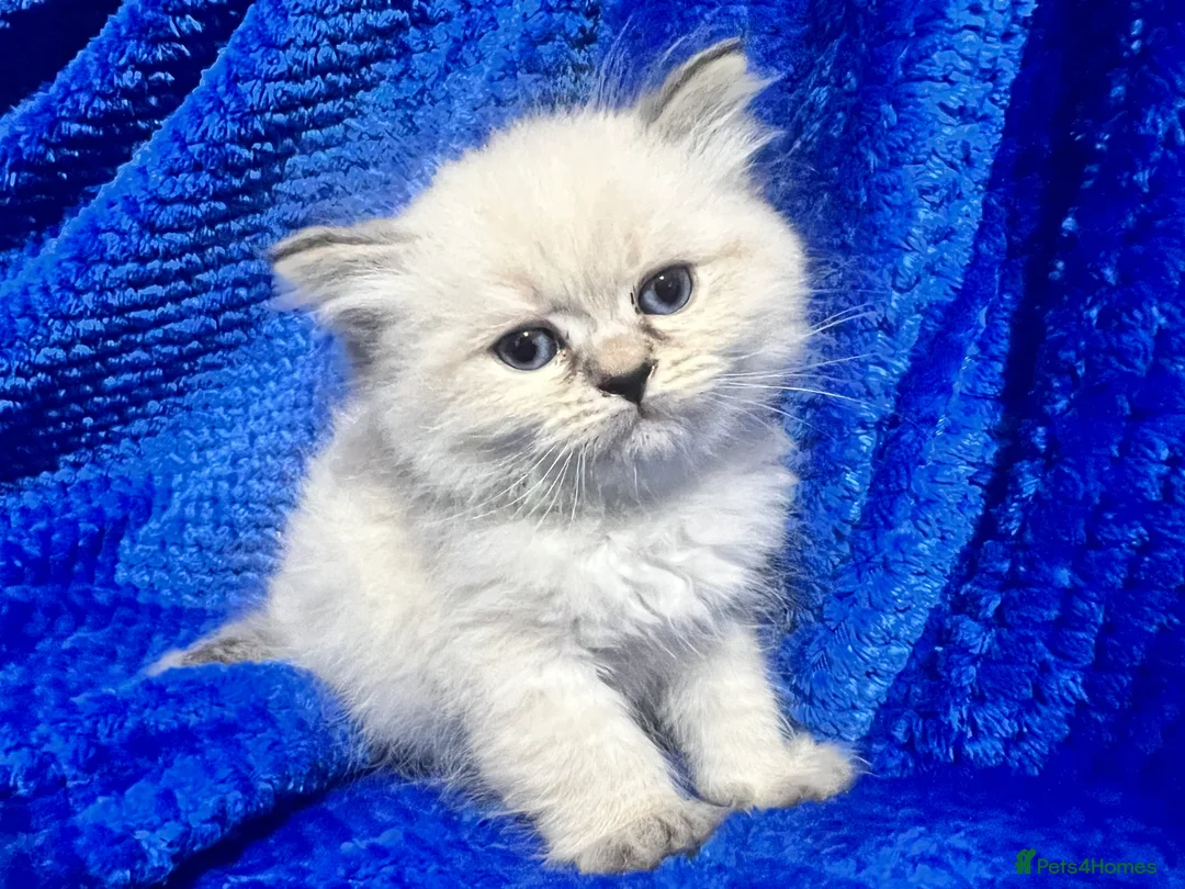 Siberian cats for sale: 💎💎GCCF Siberian Neva Masquerade Kittens💎💎 - Advert 7