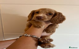Cocker Spaniel dogs for sale: 2 female purebred cocker spaniels - Image 10