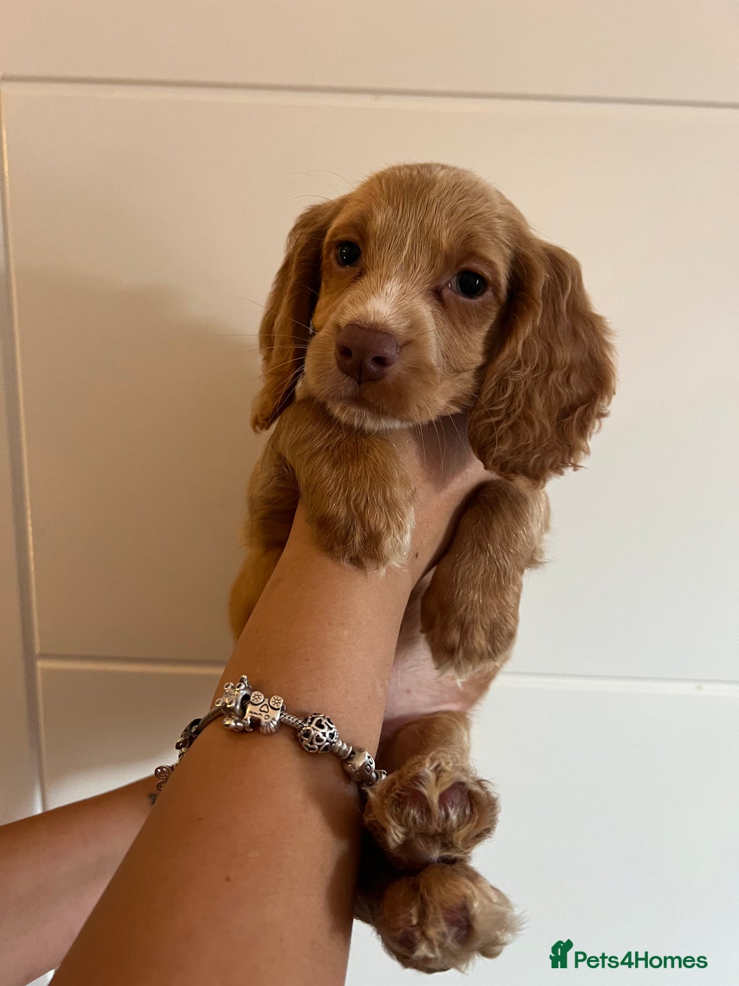 Cocker Spaniel dogs for sale: 2 female purebred cocker spaniels - Image 10
