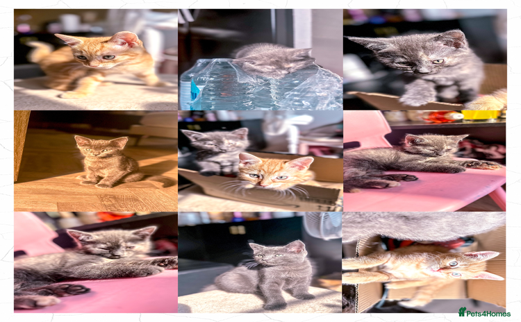Mixed Breed cats - Advert 1