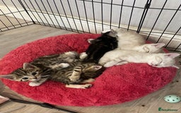 Bengal cats for sale: Bengal Cross Kittens  - Image 13