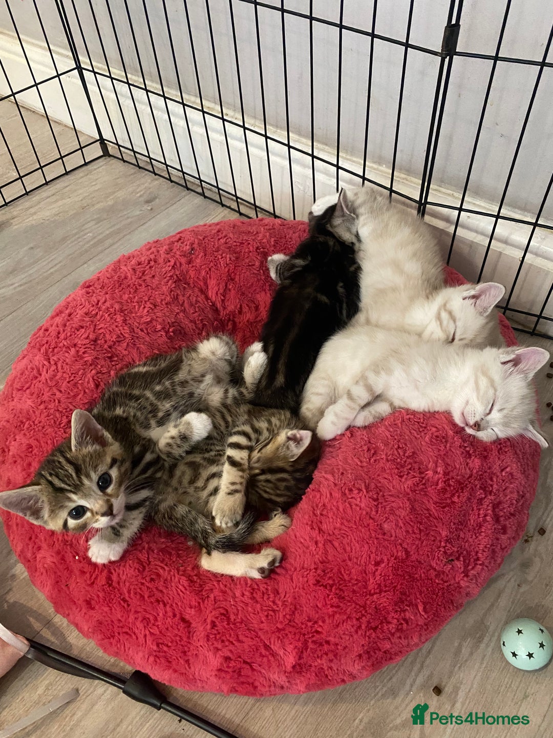 Bengal cats for sale: Bengal Cross Kittens  - Image 13