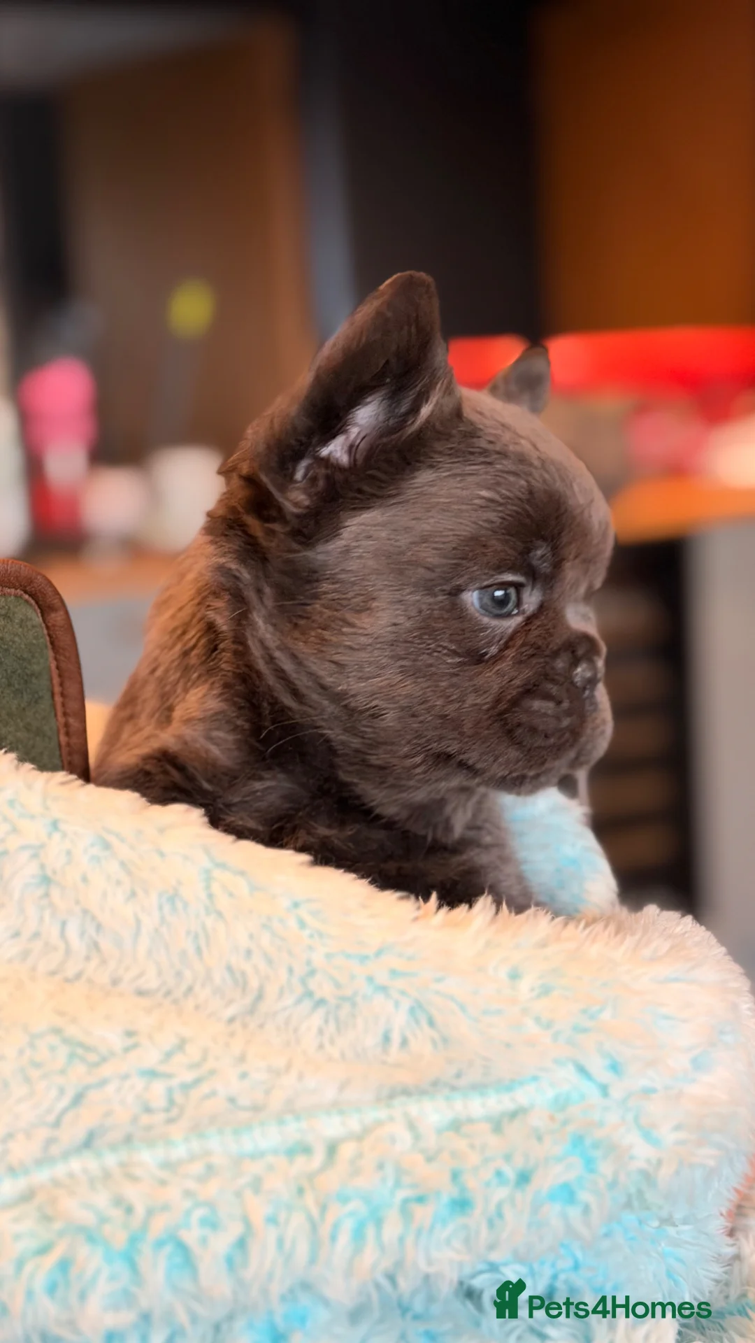 French Bulldog dogs for sale: beautiful french bulldog pups  in Boston - Advert 2