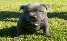 Staffordshire Bull Terrier dogs for sale: Great purebred Staffys for pet loving homes - Image 5