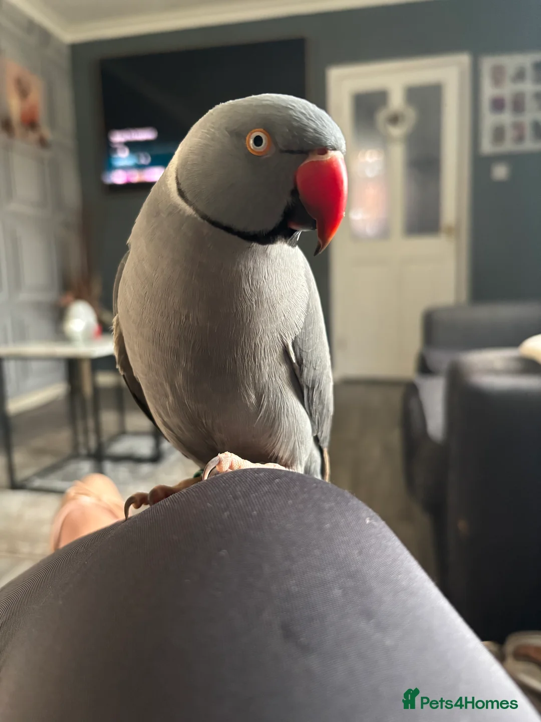 Ringnecks birds for sale: Indian Ringneck For Sale in Nottingham - Advert 1