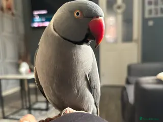 Ringnecks birds Indian Ringneck For Sale - Advert 1