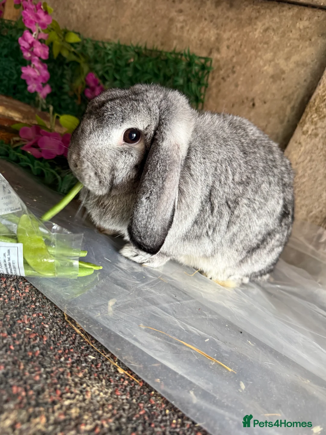 Mini Lop rabbits for sale: Stunning pure bred mini lop doe - Advert 1