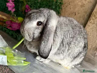 Mini Lop rabbits Stunning pure bred mini lop doe - Advert 2