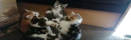Mixed Breed cats for sale: Adorable kittens for sale in Maidstone - Advert 12