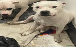Staffordshire Bull Terrier dogs for sale: Staffies  - Image 2