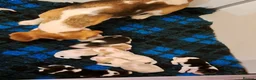 Beagle dogs for sale: KENNEL CLUB REG BEAGLE PUPPIES - Advert 5