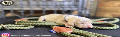 Weimaraner 11