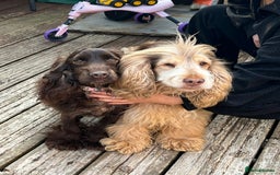 Cocker Spaniel dogs for sale: KC Show Cockers - 1 Girl , 3 Boys remaining! - Image 20
