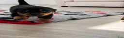 Rottweiler dogs for sale: Stunning KC Reg Old Type Rottweiler Puppies  - Advert 17