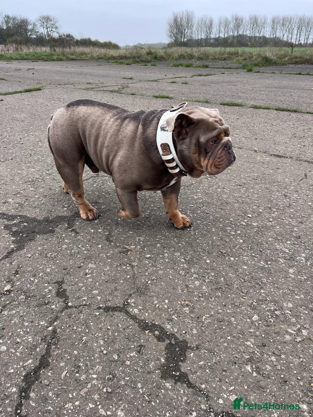 English Bulldog dogs for stud: 🔅CASH🔅 English Bulldog Stud in Kettering - Advert 2