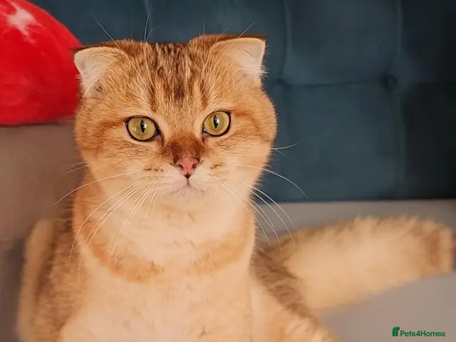 Scottish Fold cats for sale: 😻 2 BOYS LOOKING FOR THEIR FOREVER HOMES 😻 - Advert 1