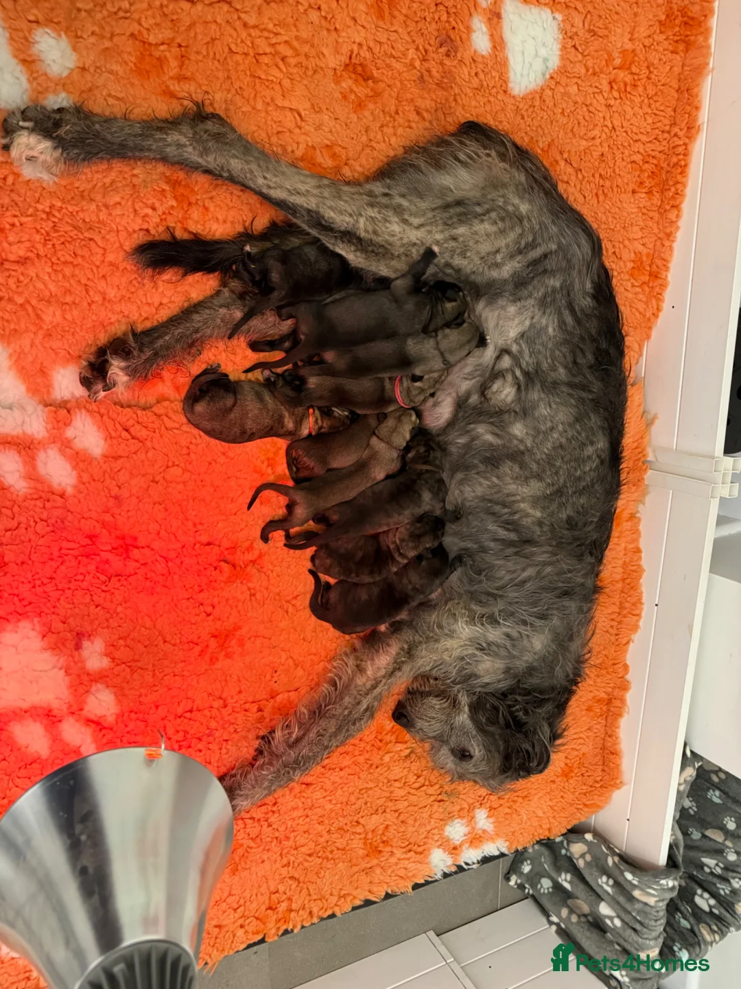 Irish Wolfhound dogs for sale: Health Tested, KC Reg Irish Wolfhounds  - Advert 2