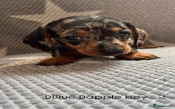 Dachshund dogs for sale:  !!Reduced!!READY TO LEAVE!! miniature dachshunds  - Image 17