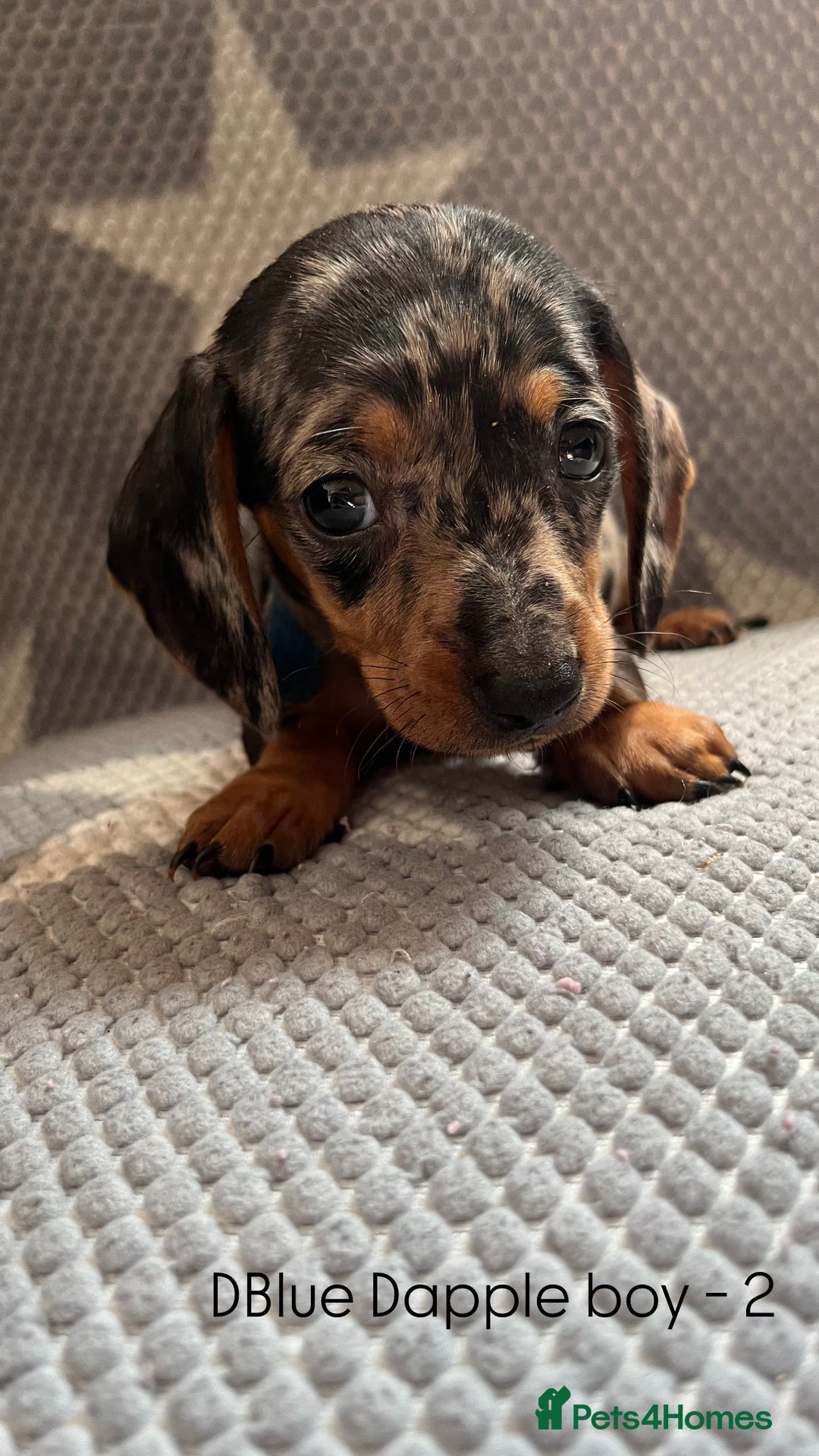 Dachshund dogs for sale:  !!Reduced!!READY TO LEAVE!! miniature dachshunds  - Image 17