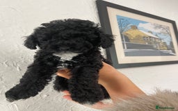 Toy Poodle dogs for sale: KC toy poodle puppies - Image 7
