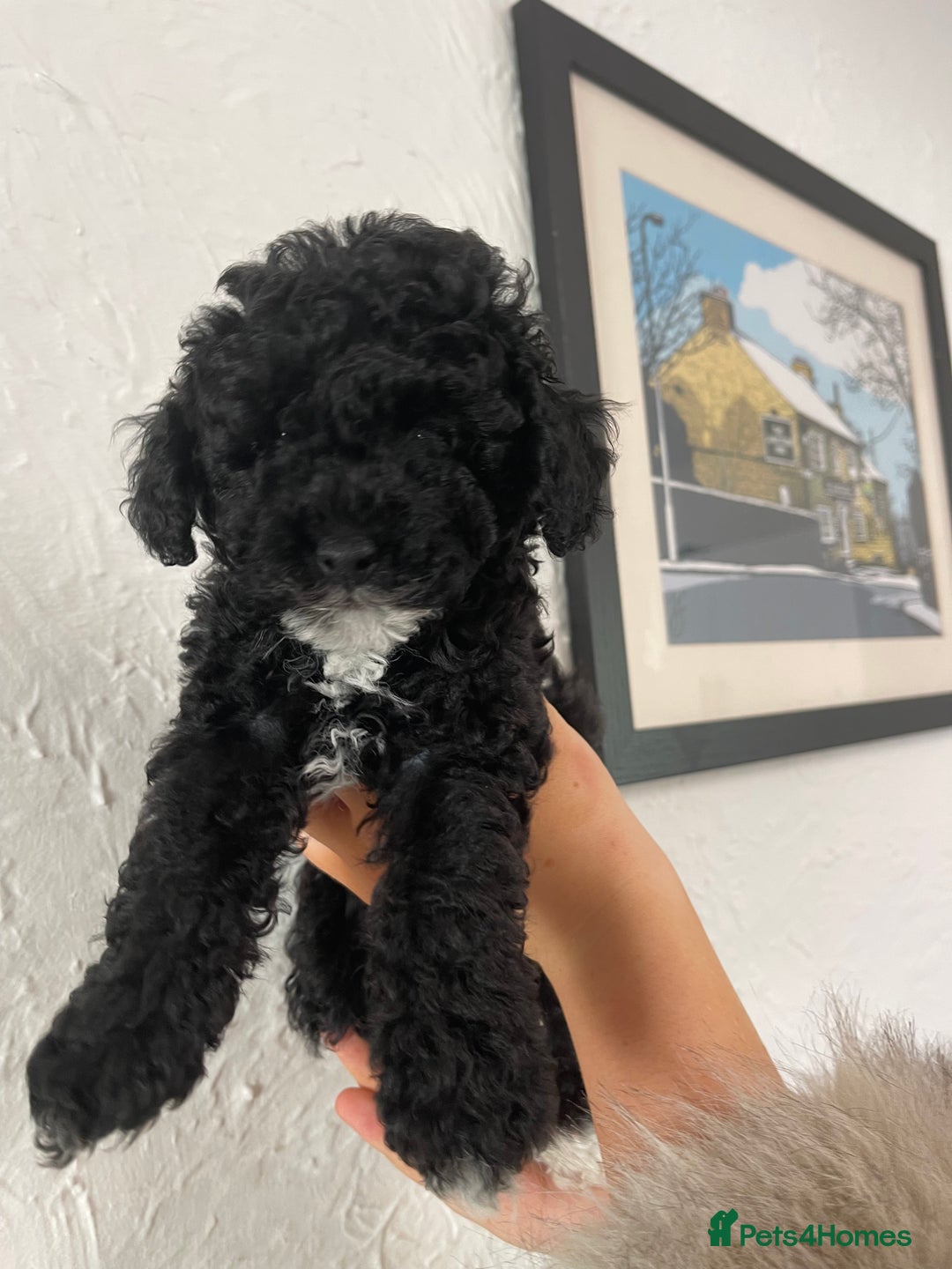 Toy Poodle dogs for sale: KC toy poodle puppies - Image 7