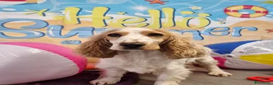 MILLY
