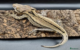 Gecko reptiles for sale: 0.2 Adult Female Gargoyle Geckos (Proven) - Image 4