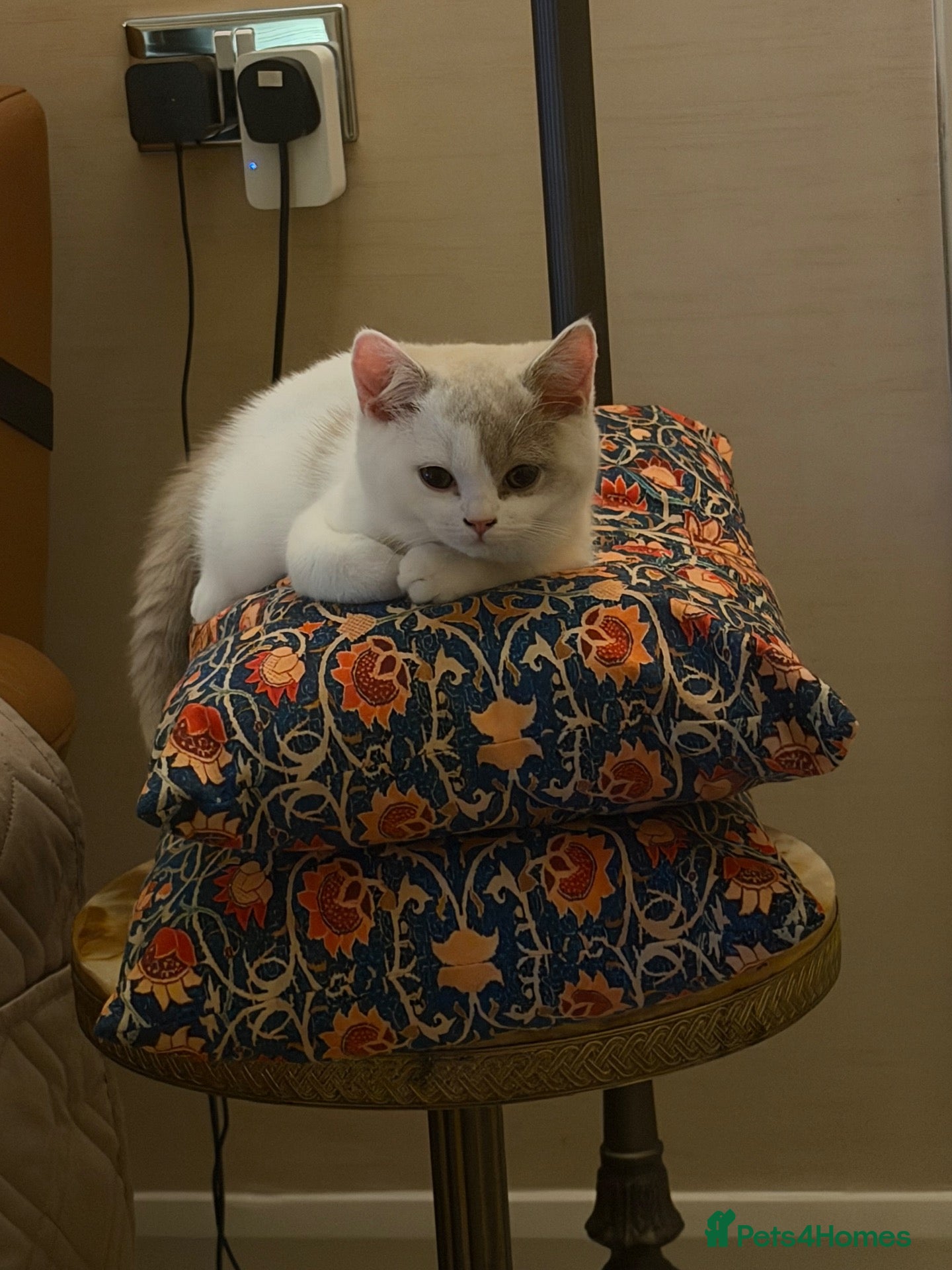 British Shorthair cats British Shorthair Bi-Colour Kitten Blue & White - Advert 1