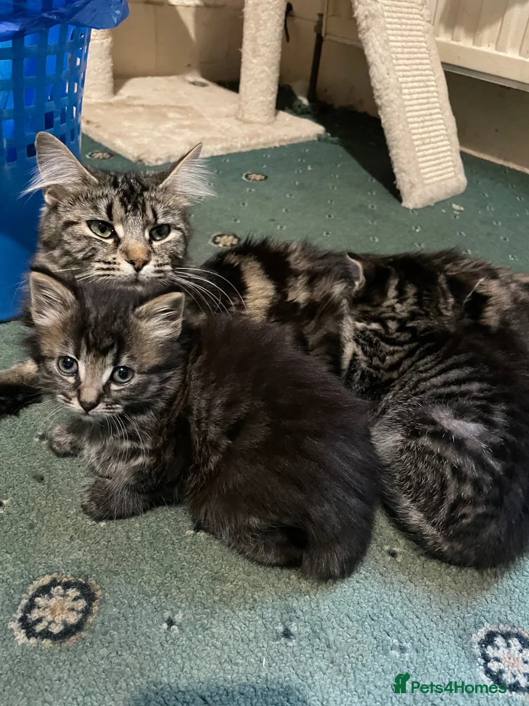 Mixed Breed cats for sale: 2 adorable kittens (siblings) for sell  - Advert 2