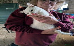 Mixed Breed cats for adoption: Banana for adoption - Advert 6