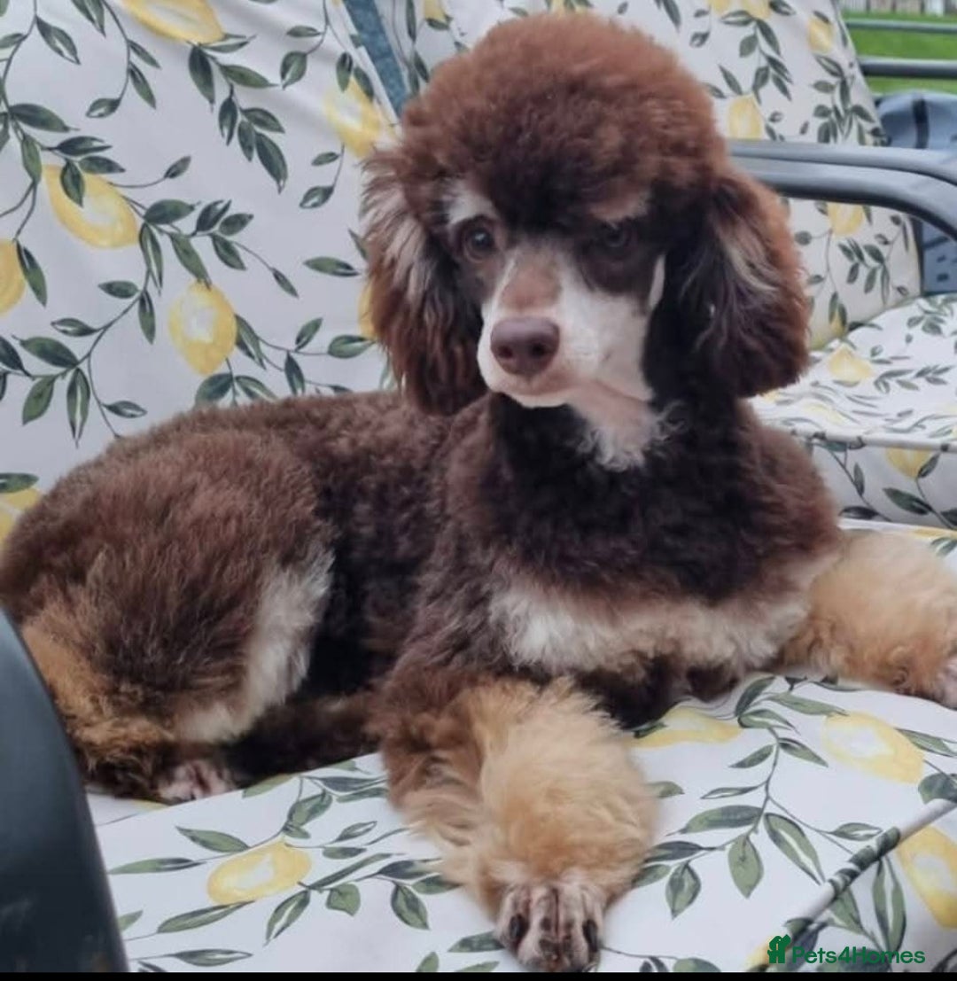Toy Poodle dogs for sale: Pedigree Chocolate Toy Poodle  - Advert 3
