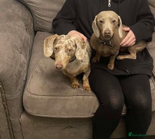 Miniature Dachshund dogs ❤️KC Registered Two miniature dachshund sisters❤️ - Advert 3