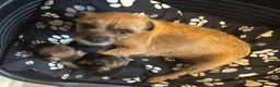 Border Terrier dogs for sale: Beautiful Borders - Advert 7