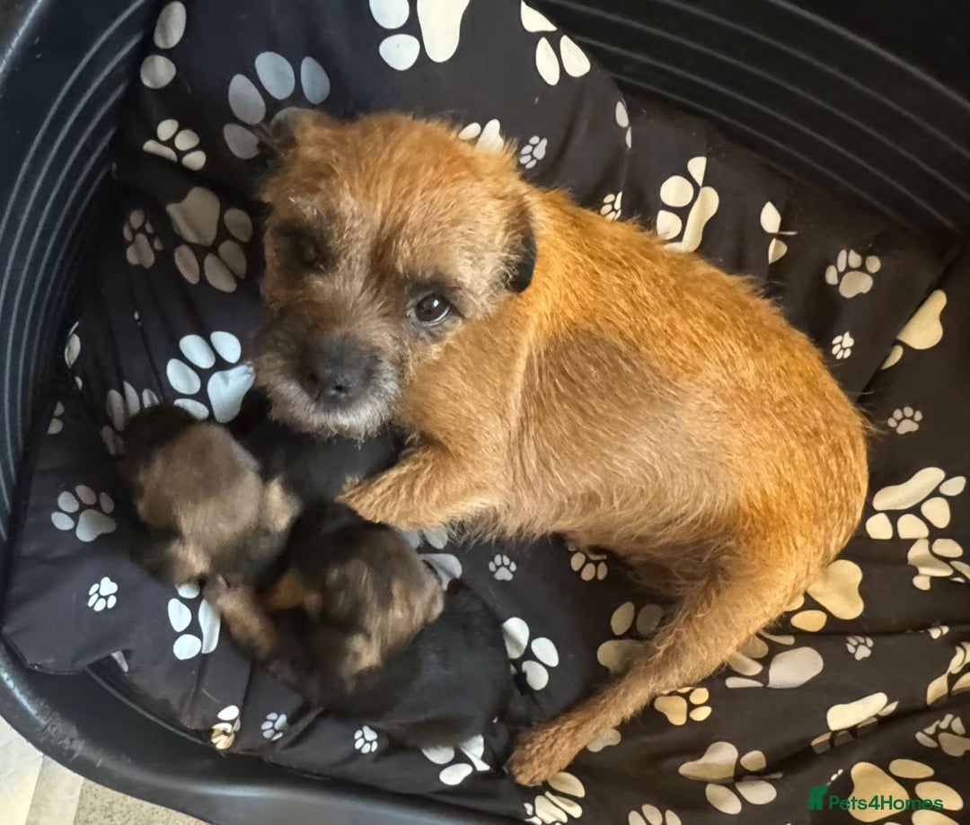 Border Terrier dogs for sale: Beautiful Borders - Advert 7